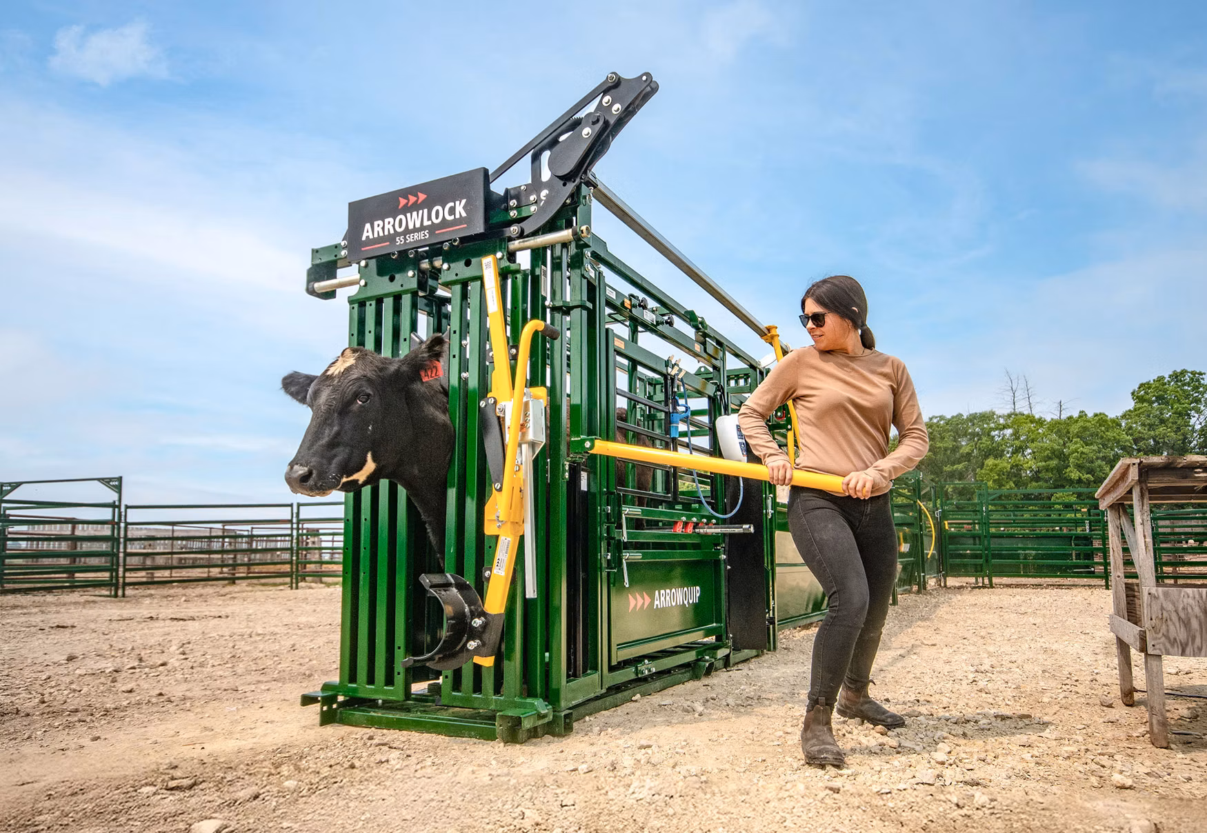 Woman using cattle squeeze chute to catch a black cow