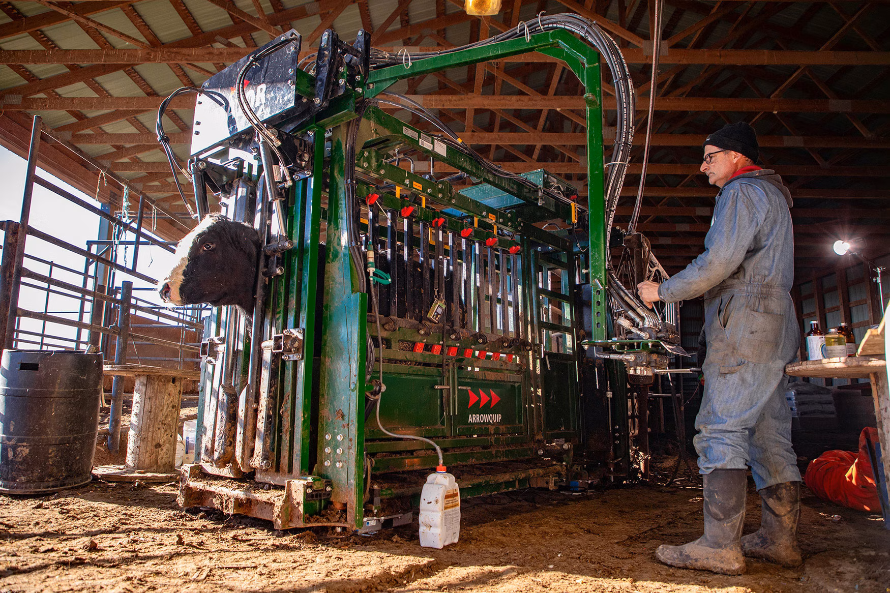Cow in Arrowquip Feedlot Hydraulic Cattle Chute